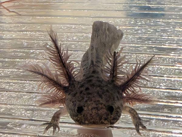 ~3-4"  Axanthic