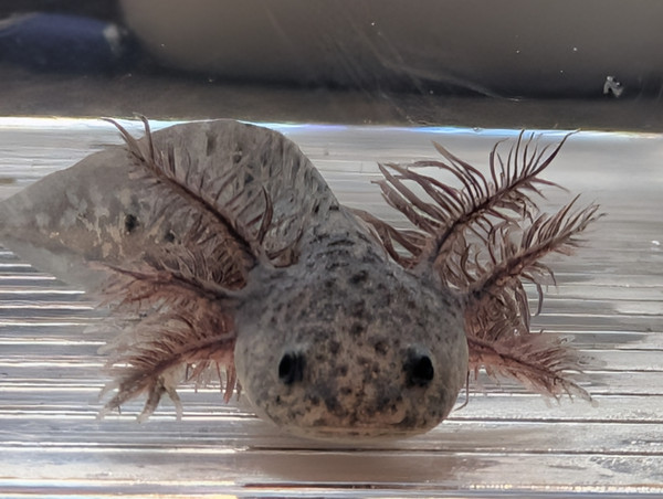 ~4"  Axanthic