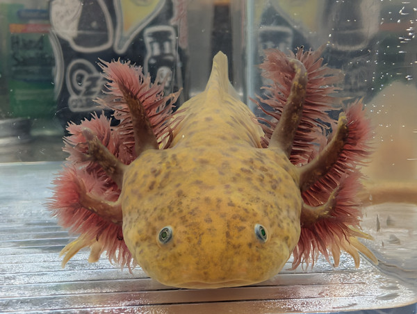 ~7-8" Presumed Female GFP Hypomelanstic