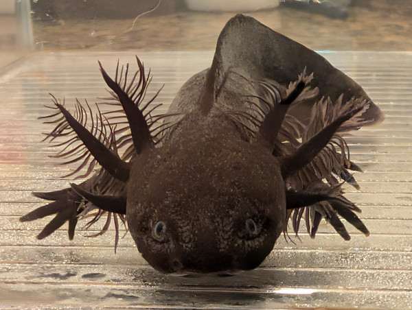 ~5-6"  Dark Melanoid