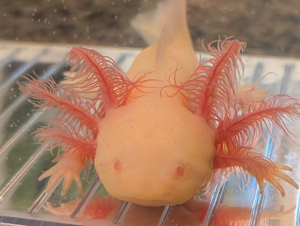 ~5-6" Hypo Mel Axanthic Albino (All-Het)