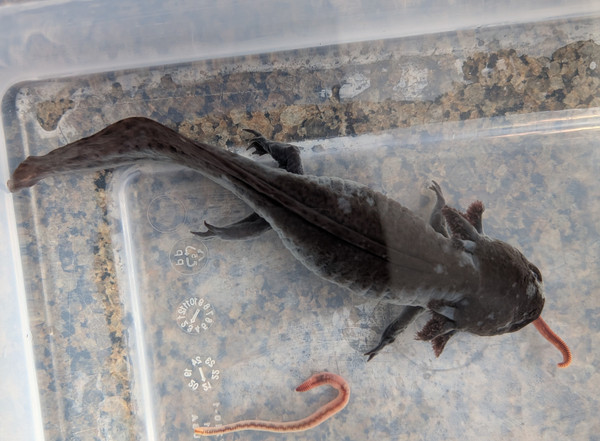 ~10" Melanoid Female