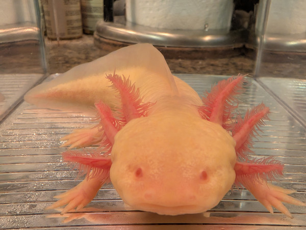 ~8-9" Presumed Female Mel Albino HOLDBACK RELEASE