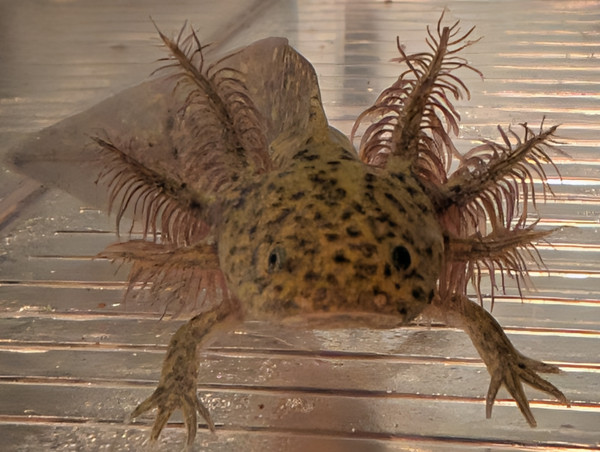 ~3-4" Dark Green Hypomelanstic
