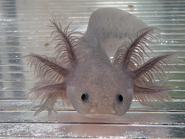 ~3-4" Hypo Mel Axanthic