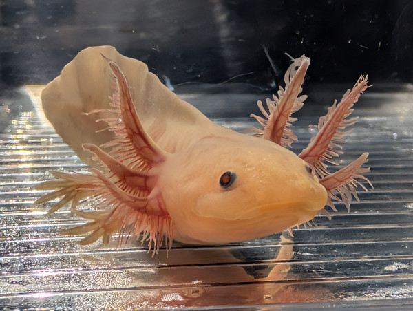 ~5-6" Mel Copper or Hypo Mel
