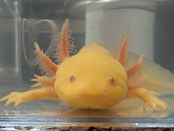 ~8-9" Hypomelanstic Mel Copper Leucy
