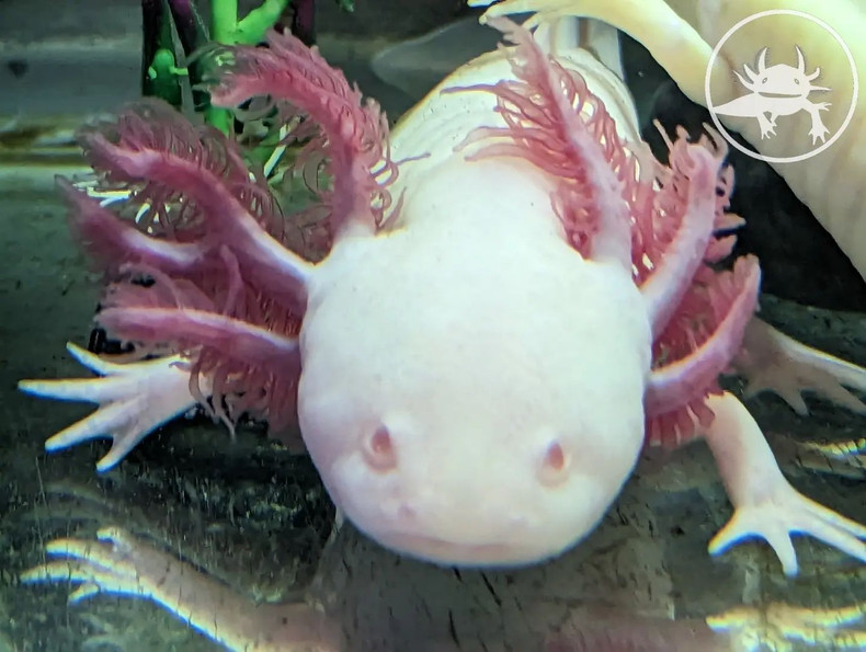 A FAT, overweight Female Axolotl for sale ?!?!?