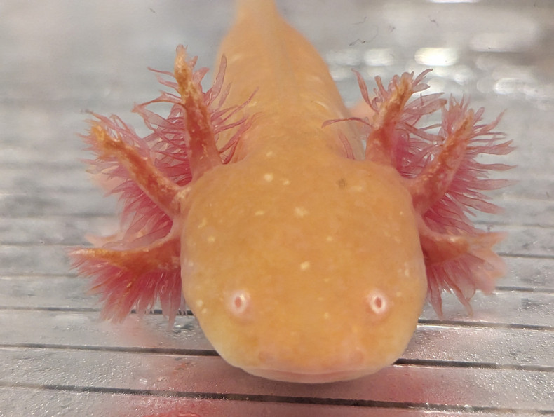 ​The Enchanting World of Axolotls: Nature's Aquatic Marvels 