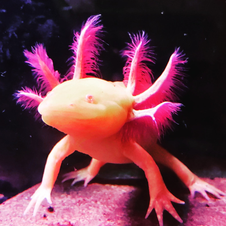 The Benefits of Owning Axolotls: A Unique and Delightful Pet Experience