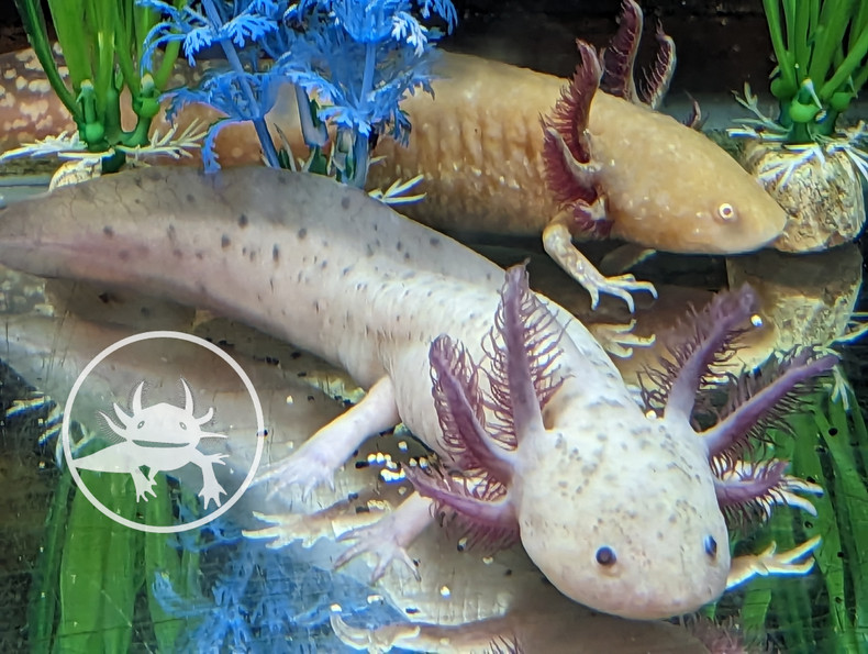 ​Fascinating and Unique: Why You Should Consider Owning an Axolotl