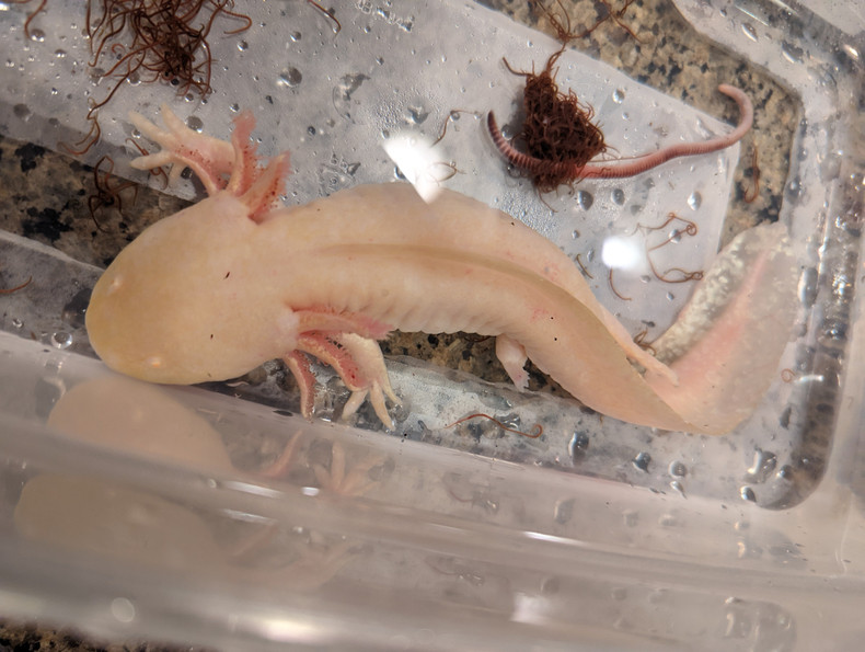 Why you Should always have an Axolotl Emergency Kit at your Fingertips