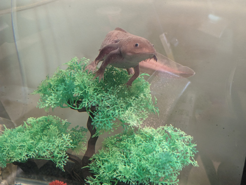 ​Creating a Harmonious Aquatic Habitat: Tankmates for the Fascinating Axolotl