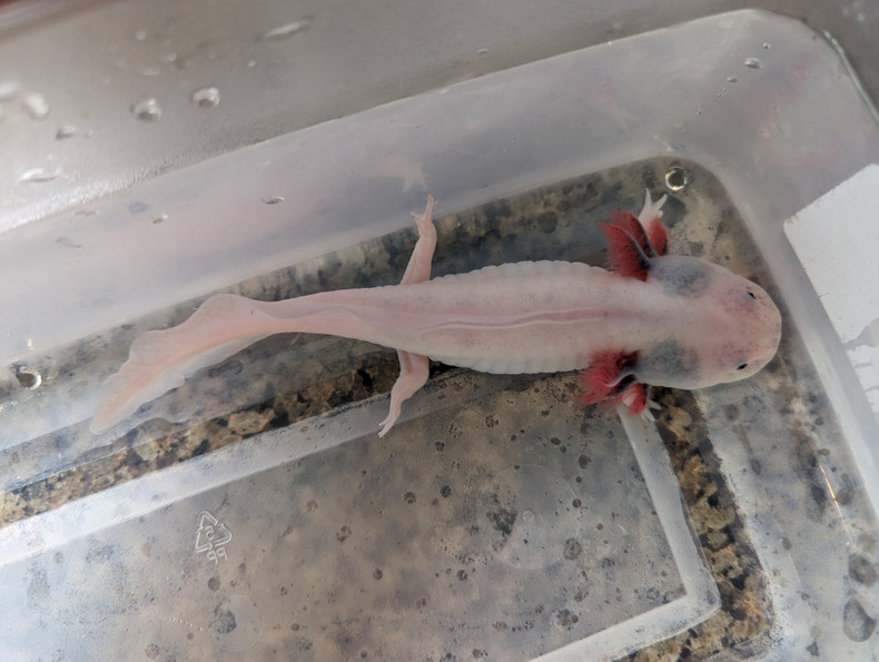 Tubbing Axolotls: A Guide to Ensuring Their Health and Happiness