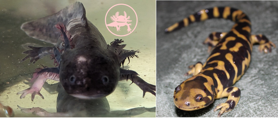 🌊 Salamandra Axolote: la mascota acuática que encantará a tu alma