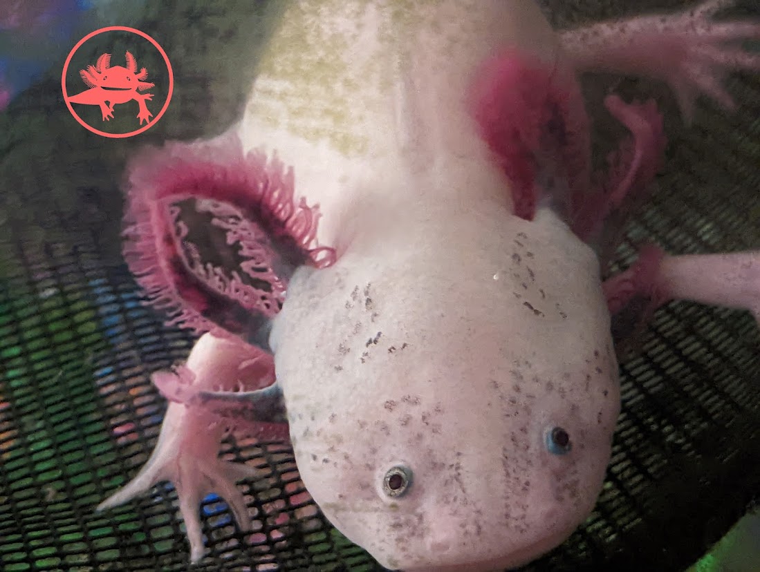 How Do Axolotls Grow New Body Parts? Axolotl Regeneration explained