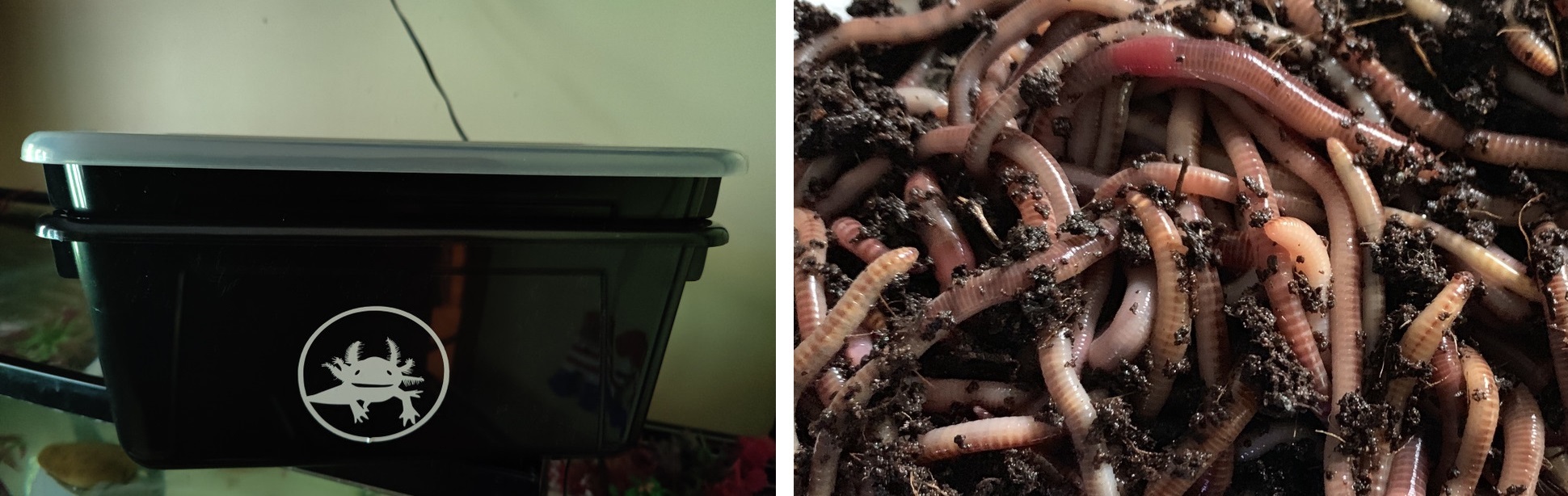 Nightcrawler Feeder Pack, Axolotl Food, $1 A Day