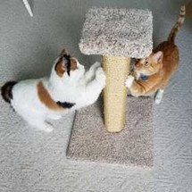 Customer Spotlight - Sisal Scratching Post Customer Spotlight - Sisal Scratching Post
