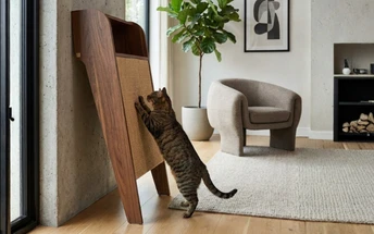 Why Your Cat Scratches the Couch (and How to Fix It)