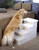 Four Step Pet Steps