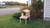 Small Cedar Insulated Cat or Small Dog House with Deck and Extended Roof