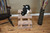 Cat's Choice Sturdy Wood and Carpet Three Step Pet Stairs