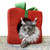Holiday Christmas Gift Cat Cubby