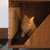 Jessie Jr. Storage Cabinet + Cat Nook Condo + Cat Scratcher