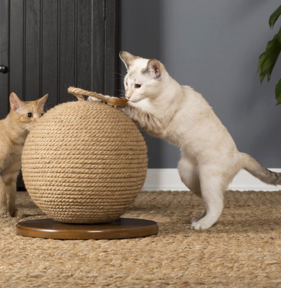 Cat using a sisal scratching post