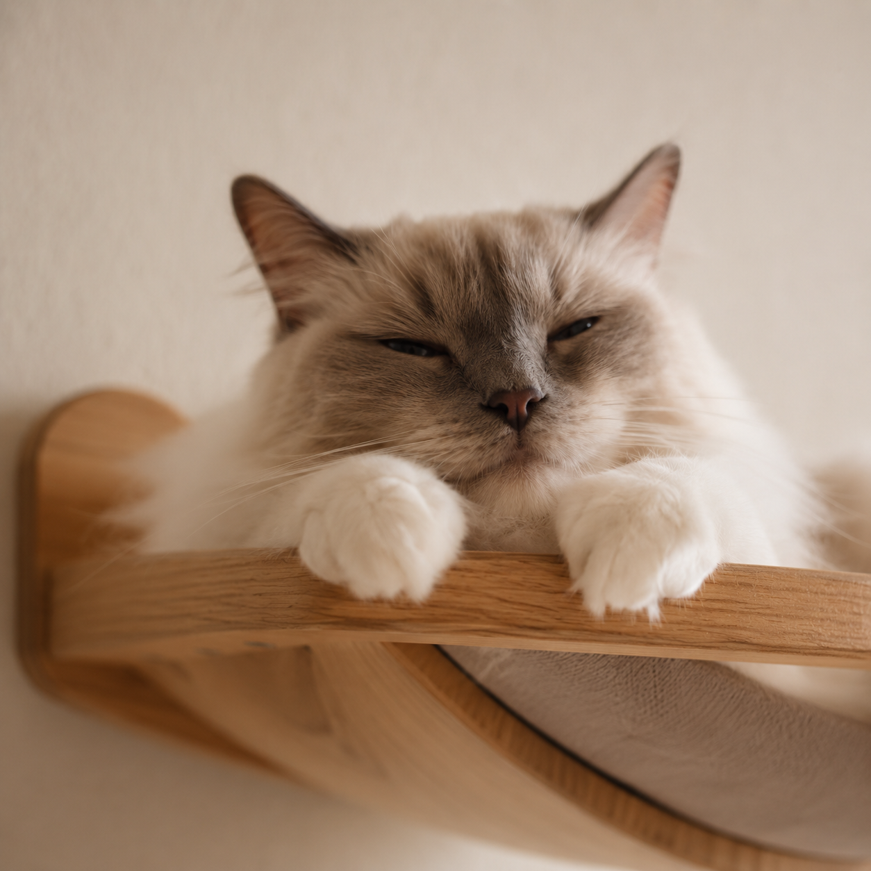 Cat resting securely on wooden cat wall shelf -- CatsPlay.com