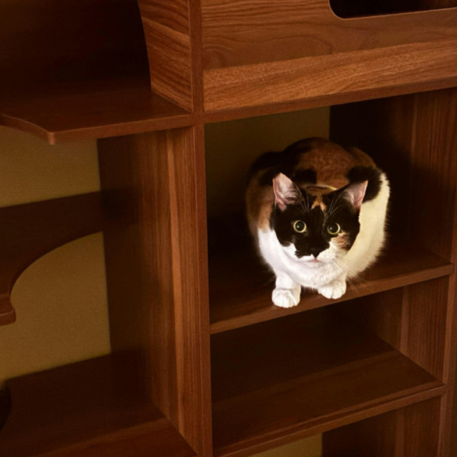 Cat resting on a shelf built into the Clifford cat tree bookshelf