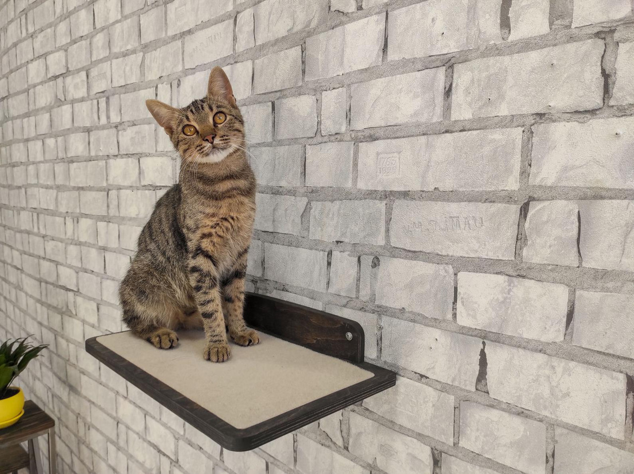 Wide Wall Mounted Cat Shelf