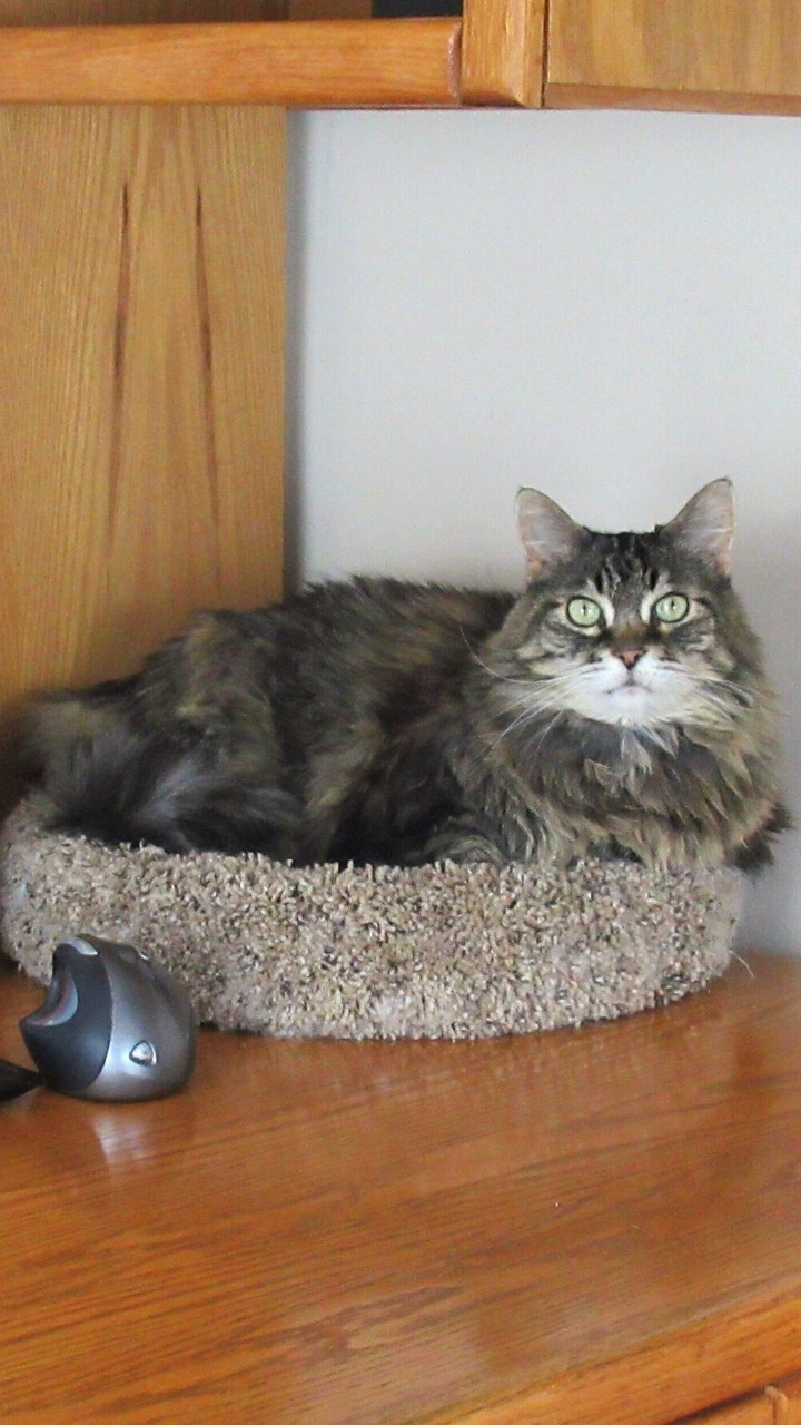 Carpeted Desk Topper Cat Bed Large/Light Beige