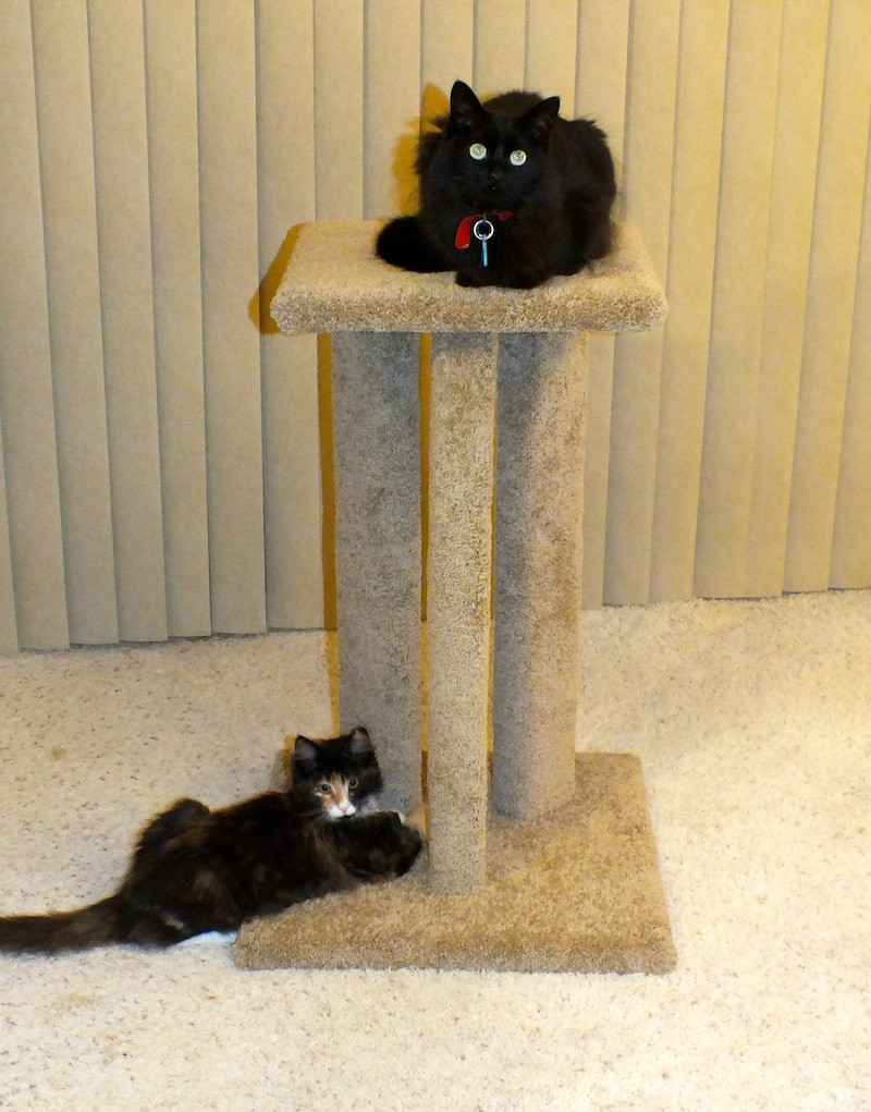 Tripod Cat Tree 1 Sisal Leg/Green/Tan