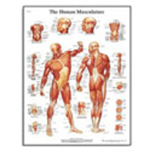 Human Muscle Chart Laminated Poster, 19.7" x 26.4"
