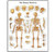Human Skeleton Chart Laminated Poster, 19.7" x 26.4"