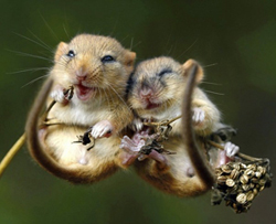 hamsters-having-fun2.jpg