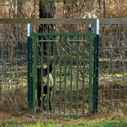 Southern Outdoor Technologies Hog Slammer Trap Gate, Hog Trap HS