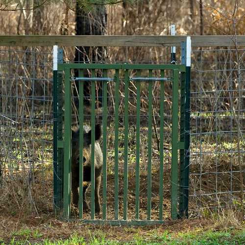 Hog Slammer Trap Gate, Hog Trap Hog Slammer Trap Gate, Hog Trap