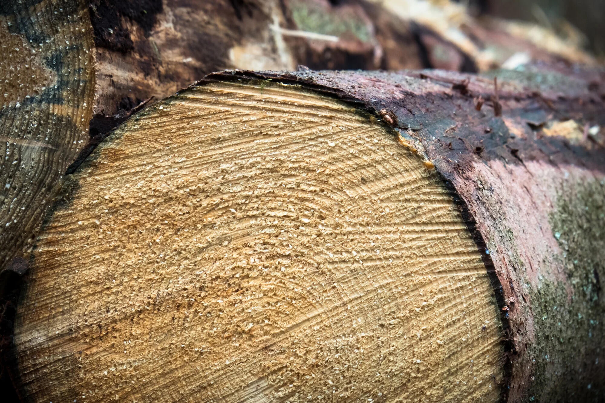 The Best Loggers Tapes of 2024: The Tools You Need for Precision Logging The Best Loggers Tapes of 2024: The Tools You Need for Precision Logging