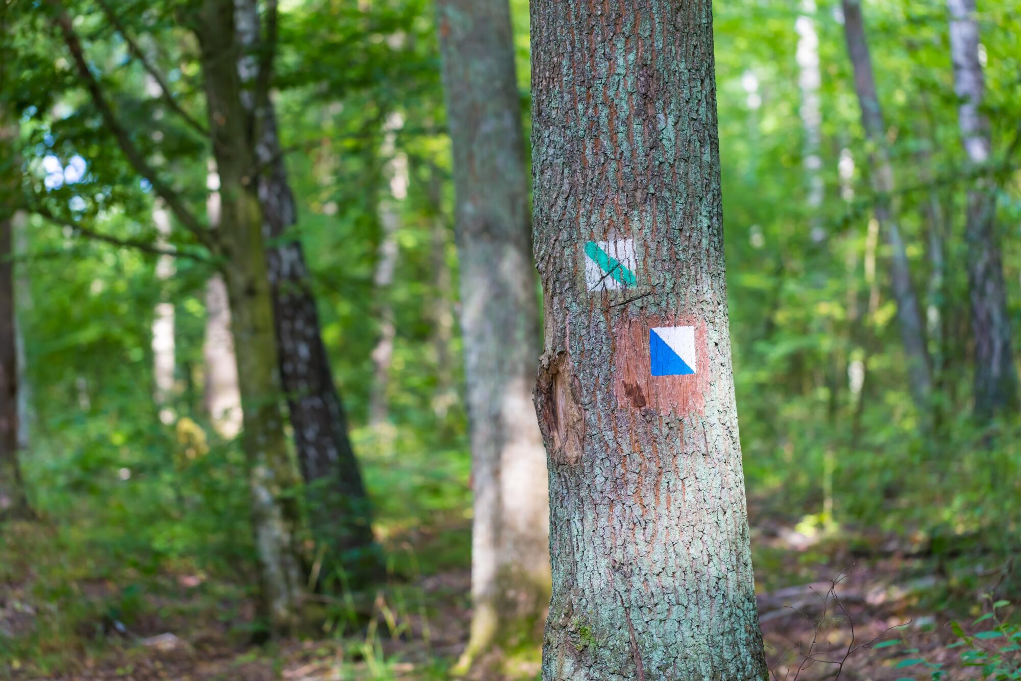 10 Tree Marking Paint Uses for Forestry and Land Management 10 Tree Marking Paint Uses for Forestry and Land Management