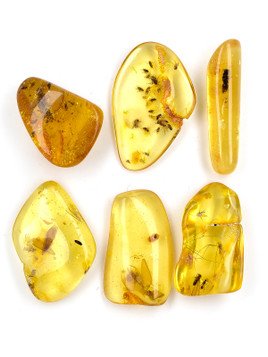 Amber with Insects Lot