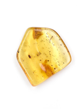 Amber with Insects