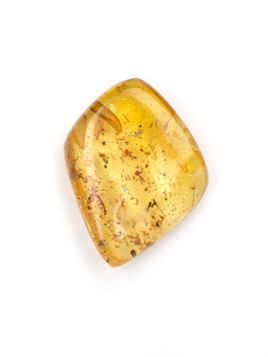 Amber with Insects