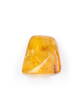 Amber with Insects