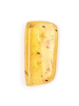 Amber with Insects
