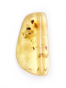 Amber with Insects