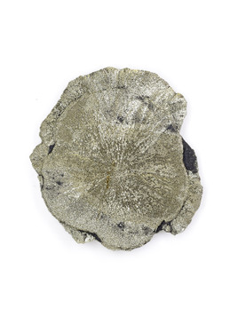 Pyrite Sun