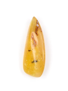 Amber with Insects