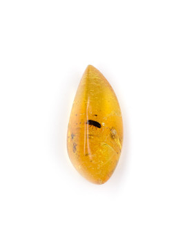 Amber with Insects